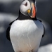 puffin_atlantic_msi_v_2443_can1804.jpg